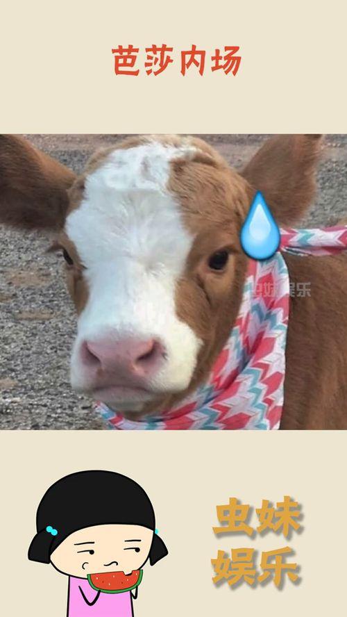 抖音小羊吃瓜事件视频播放,视频播放量惊人，网友热议不断