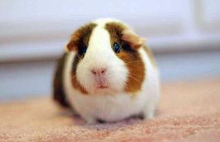 豚鼠可以吃土瓜吗视频大全,土瓜食用指南