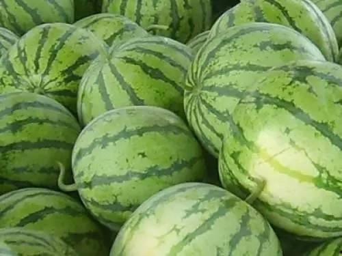 乌鲁木齐方仓吃瓜视频,真实记录方仓内的“吃瓜”日常