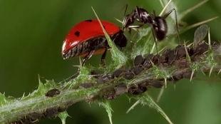瓢虫吃瓜视频,一场奇妙的昆虫美食之旅