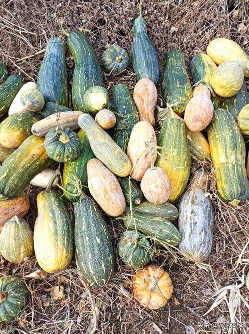 怎么制作吃瓜图片视频呢,轻松制作吃瓜图片视频的实用指南