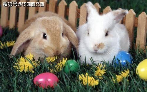 那兔吃瓜完整视频,一场爆笑的动物世界狂欢