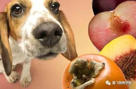 茭瓜能给狗吃吗视频,狗狗的健康美食探索