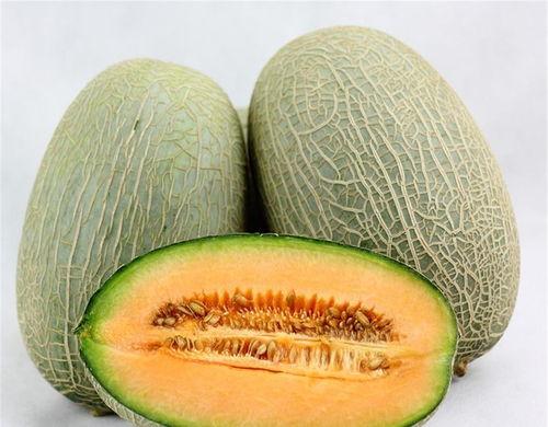 甲虫吃哈密瓜视频大全下载,视频大全下载，尽享自然美味瞬间