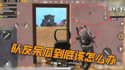 吃鸡呆瓜操作视频教程,轻松上手，成为战场高手！