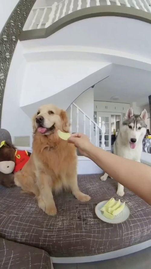 吃瓜狗子视频全集,揭秘视频全集中的欢乐与感动瞬间