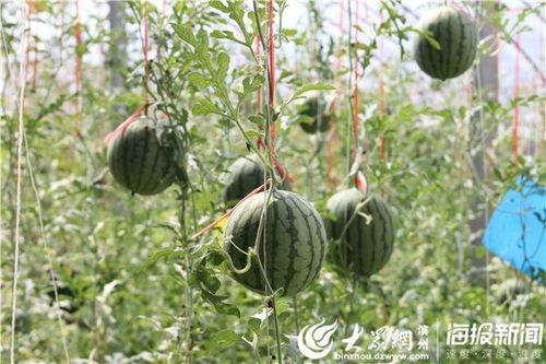 洋县吃瓜事件视频最新版,最新视频揭露惊人真相