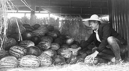 黄岭镇吃瓜群众事件视频,一场网络舆论的风暴与反思