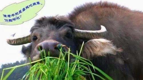 焦瓜叶能不能喂牛吃呢视频,焦瓜叶喂牛的安全性探讨